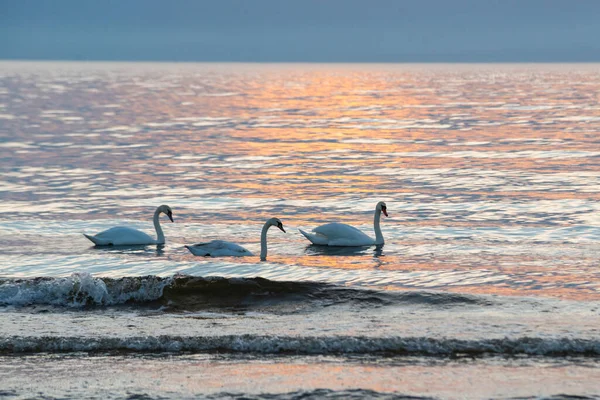 白天鹅在蓝色的大海中飘浮 夕阳西下 波涛汹涌 橙色落日的光芒反射在海水中 — 图库照片