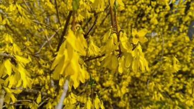 Yellow blooming Forsythia flowers in spring close up. Forsythia intermedia, or border forsythia is an ornamental deciduous shrub of garden origin.