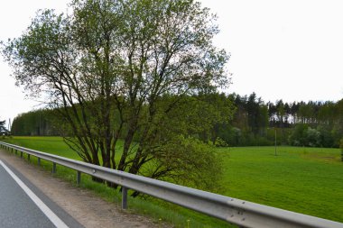 flowering tree with green leaves in the spring on the side of the highway behind iron barriers on a warm spring day.