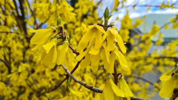 Forsitia Amarilla Fresca Señala Comienzo Primavera —  Fotos de Stock