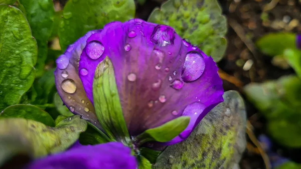 Water Drops Purple Flowers Spring Close Flower Rain Raindrops Macro — Stock Photo, Image