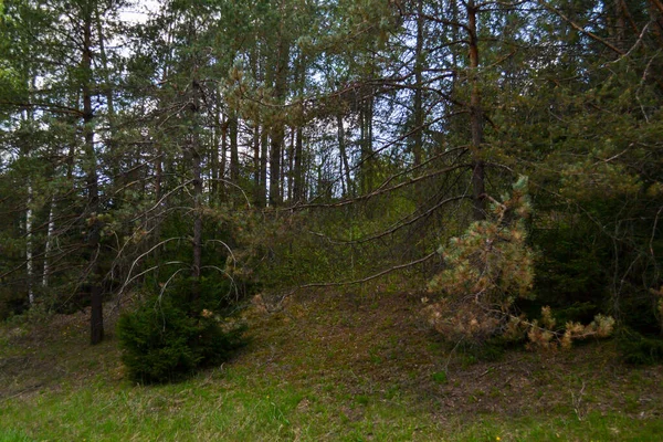 Árvore Tronco Texturizado Fundo Floresta Primavera Com Cores Faia — Fotografia de Stock