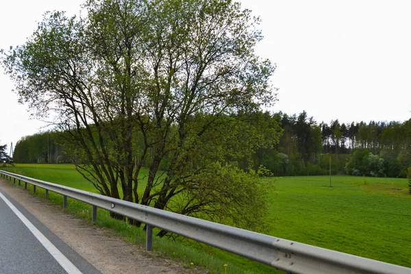 Kvetoucí Strom Zelenými Listy Jaře Straně Dálnice Železnými Bariérami Teplého — Stock fotografie