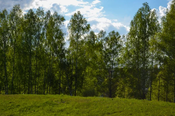 Drzewa Pnia Teksturowane Tło Wiosennym Lesie Bleech Kolorów — Zdjęcie stockowe