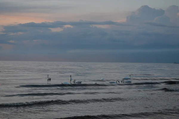 Rój Białych Łabędzi Pływa Błękitnej Wodzie Morskiej Falach Zachodzie Słońca — Zdjęcie stockowe