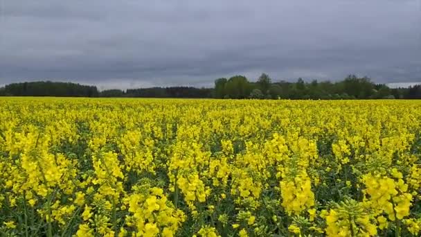Цветущие Цветы Канолы Рапса Сельскохозяйственном Поле Летом Крупным Планом Цветущий — стоковое видео