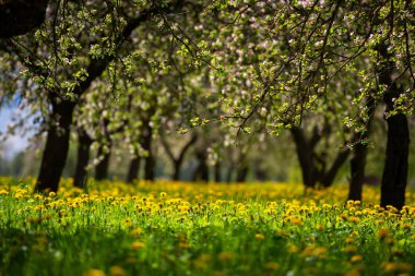 Güneşli bir havada elma bahçesindeki yemyeşil bir karahindiba manzarası. Taze mevsimlik arka plan. Seçici odaklanma, bulanık bir ön plan. Baharda çiçek açan bahçe..