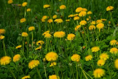 Parktaki karahindiba tarlasında.