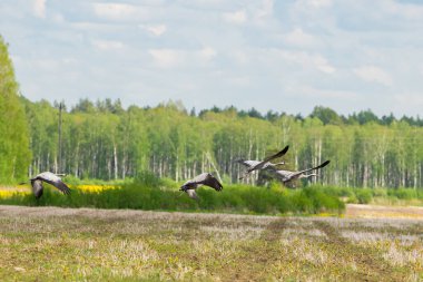 Görkemli Avrasya turnaları güneşli bir yaz gününde çayırların üzerinde uçar..