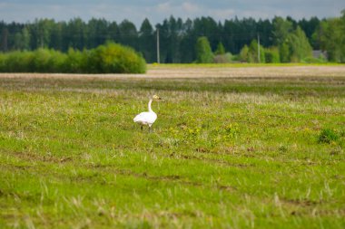 Çayırda beyaz bir kuğu ve yaz güneşinde yeşil otlar. Bulutlu yaz günü.