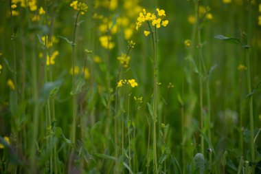Sarı bir tecavüz ya da kanola çiçeği tarlası. Kolza tohumu hasadı için yetiştiriliyor. Mavi gökyüzü ve beyaz bulutlu sarı çiçekler..