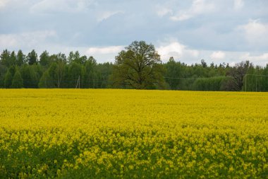 Kolza tohumu tarlası, çiçek açan kanola çiçekleri kapanıyor. Yazın sahada tecavüz. Parlak sarı kolza yağı. Çiçekli kolza tohumu