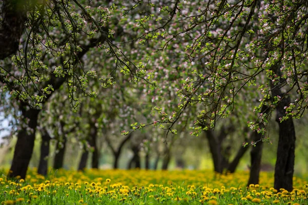 Widok Parter Bujnego Mniszka Lekarskiego Sadzie Jabłkowym Słoneczną Pogodę Świeże — Zdjęcie stockowe