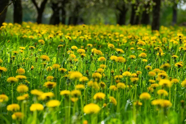 Zöld Mező Sárga Pitypangokkal Sárga Tavaszi Virágok Közelsége Földön — Stock Fotó