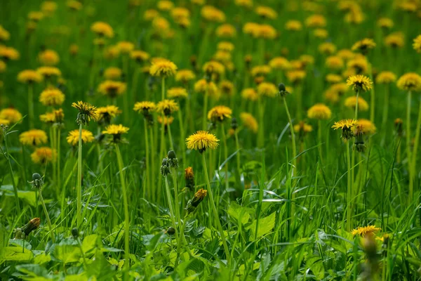 Zöld Mező Sárga Pitypangokkal Sárga Tavaszi Virágok Közelsége Földön — Stock Fotó