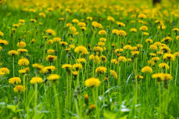 Gyönyörű Sárga Virágok Pitypangok Virágzik Közelkép Első Látásra Háttér Textúra — Stock Fotó