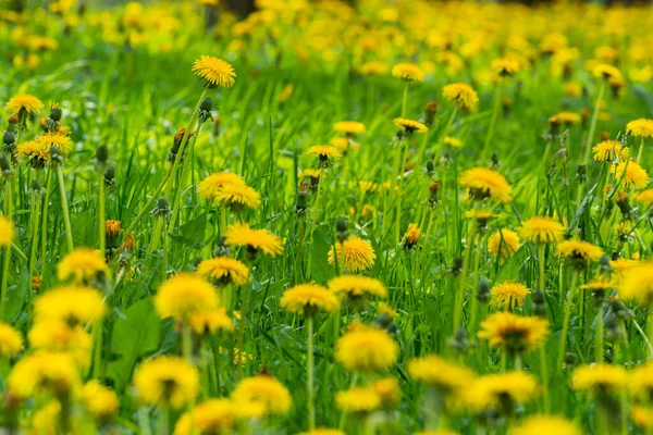 Rét Sárga Pitypangokkal Egy Napsütéses Napon Tavaszi Virágok — Stock Fotó
