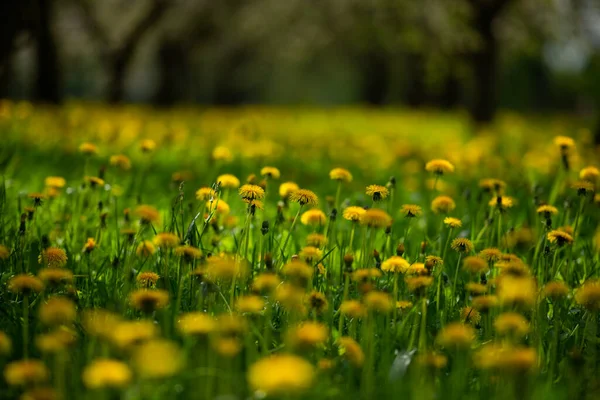 Sárga Pitypangok Zöld Fűvel Tavasszal — Stock Fotó