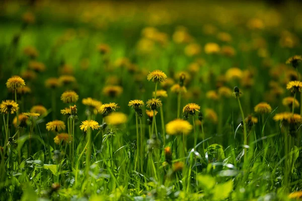 Żółty Kwiat Maciorki Zielonej Łące Trawiastej Żółty Mniszek Lekarski Zielonym — Zdjęcie stockowe