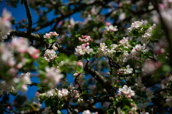 Różowy Jabłoń Kwitnie Białymi Kwiatami Błękitnym Tle Nieba — Zdjęcie stockowe