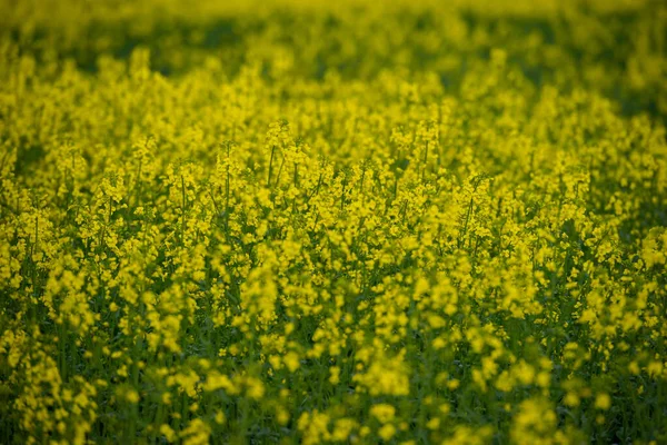 Blühende Pflanzen Rapspflanze Frühling Vor Blauem Hintergrund Viele Blüten Sind — Stockfoto