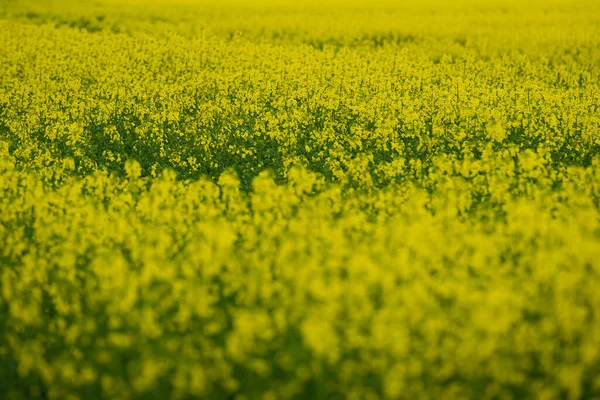 Campo Canola Floreciente Violación Campo Verano —  Fotos de Stock