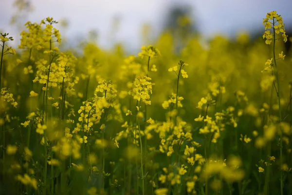 Campo Canola Florescente Estupro Campo Verão — Fotografia de Stock