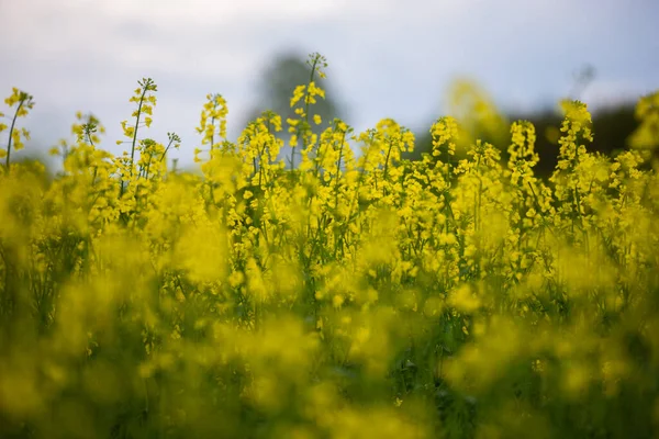 Virágzó Növények Erőszaktevő Növény Tavasszal Kék Háttérrel Sok Virág Sárga — Stock Fotó
