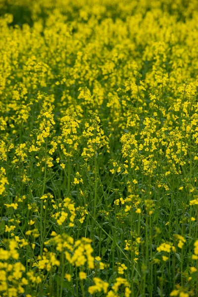 Campo Colza Flores Canola Florecientes Cerca Violación Campo Verano Aceite —  Fotos de Stock