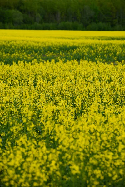 Paisaje Campo Colza Amarilla Flores Canola Cultivadas Para Cultivo Aceite —  Fotos de Stock