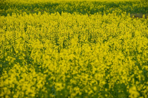 Paisaje Campo Colza Amarilla Flores Canola Cultivadas Para Cultivo Aceite —  Fotos de Stock