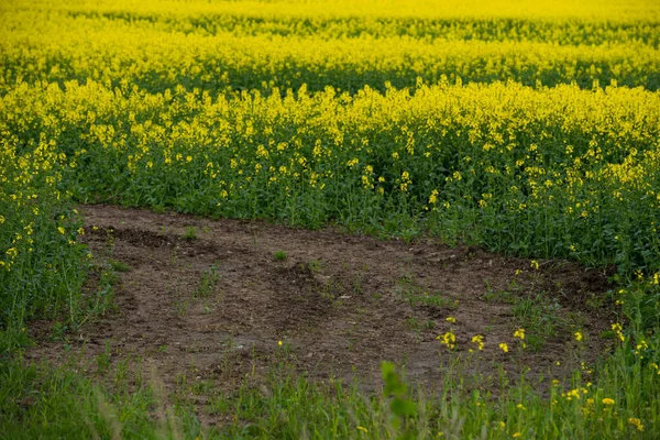 Campo Colza Flores Canola Florecientes Cerca Violación Campo Verano Aceite — Foto de Stock