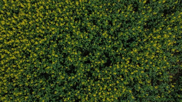 Yellow Rapeseed Field Background Top View Yellow Canola Agricultural Field — Stock Photo, Image