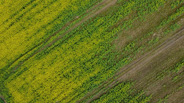 Aerial drone top view fields of rapeseed and wheat with lines from tractor tracks on sunny spring or summer day. Nature background, landscape photography