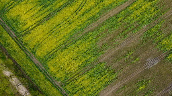 Sonnigen Frühlingstagen Oder Sommertagen Fliegen Drohnen Über Raps Und Weizenfelder — Stockfoto