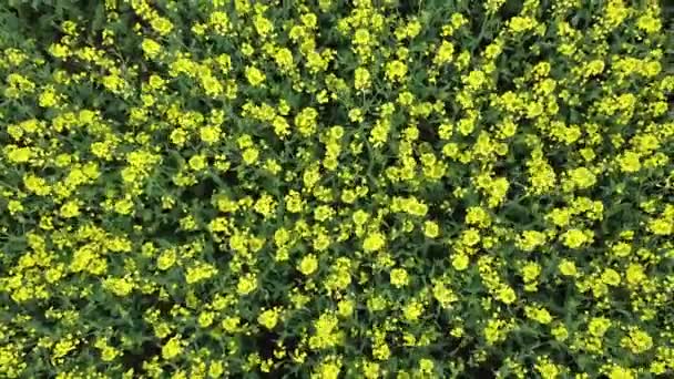 空中俯瞰着一片美丽的开花菜籽地 黄色的开花结果 电影4K航拍 — 图库视频影像