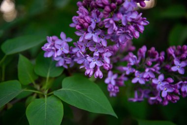 Büyük leylak dalları çiçek açar. Bahar leylaklarının parlak çiçekleri. Bulanık arka planda bahar mavisi leylak çiçekleri. Bir buket mor çiçek.