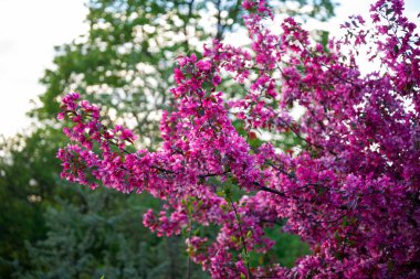 Mor ağaç çiçek açmış. Mor çiçekli ağaç yaz güneşinde çiçek açıyor..