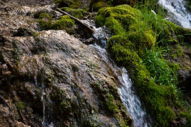Yeşil yosunlu ve otlu bir taş bir orman pınarının berrak sularının aktığı yer..