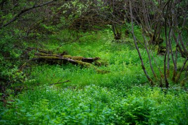 Yeşil çimenler ve çalılarla güzel orman manzarası. Yeşil çimenlikteki kırık bir ağaç yeşil yosunlarla kaplıdır..