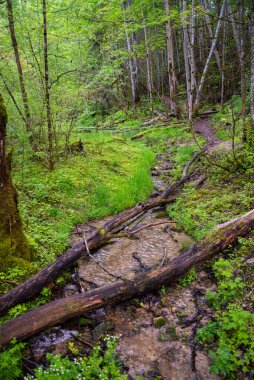Ölü ağaçların devrildiği ormandaki temiz su nehri. Nehir kıyısında yeşil çimenler ve yanında bir turist yolu..
