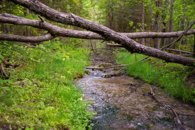 Kurumuş ağaç dallarının düştüğü ormandaki temiz su nehri. Nehir ve kıyılarında yeşil çimenler olan güzel orman manzarası.