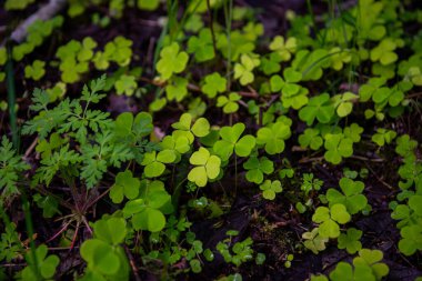 Yazın yapraklarla, yapraklarla, yapraklarla ve çalılarla doludur.