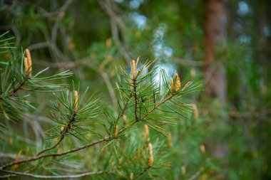 Taze çam ağaçları yakınlaşır.