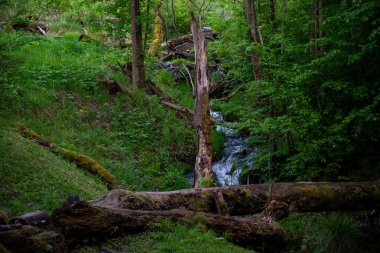 Orman nehrinin karşısındaki solmuş ağaç. Yeşil ağaç yaprakları ve yeşil çimenleri olan orman.