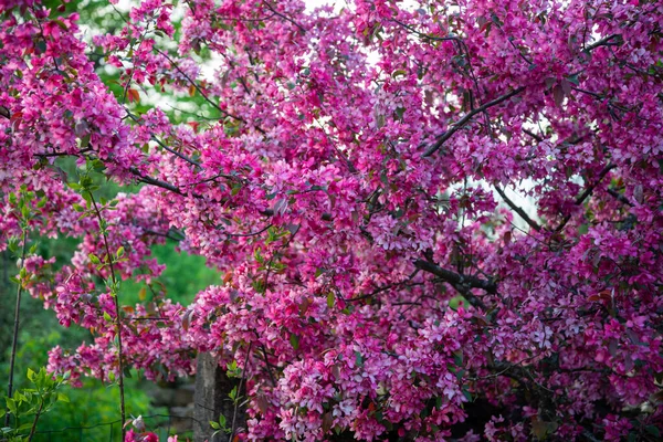 Purple Tree Full Blossom Purple Flowering Tree Full Bloom Summer — Stock Photo, Image
