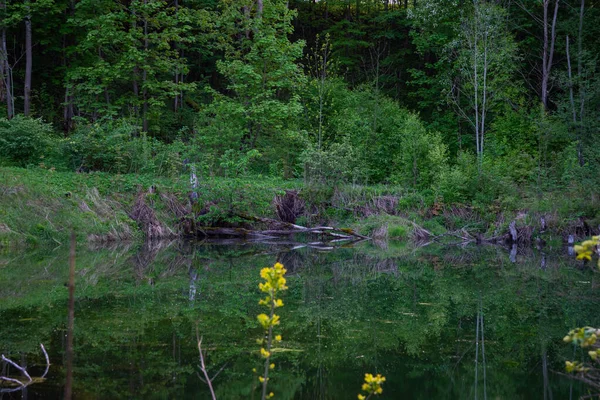 Hermoso Bosque Verde Primavera Verano Con Estanque Agua Abundante Ella —  Fotos de Stock