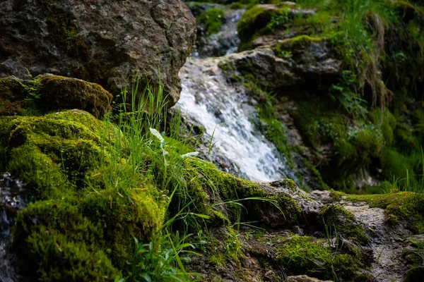 Kámen Zeleným Mechem Trávou Kterým Proudí Průzračná Voda Lesního Pramene — Stock fotografie