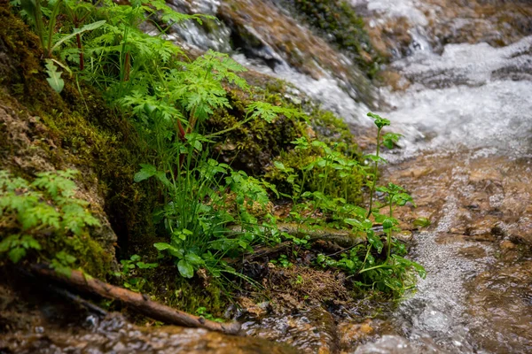 岩石边的绿草 被清澈的森林泉水冲刷 绿草加水滴 — 图库照片