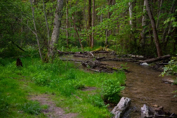 Clear water forest river with green grass and green tree leaves. Dead tree branches have fallen in the clear river water.